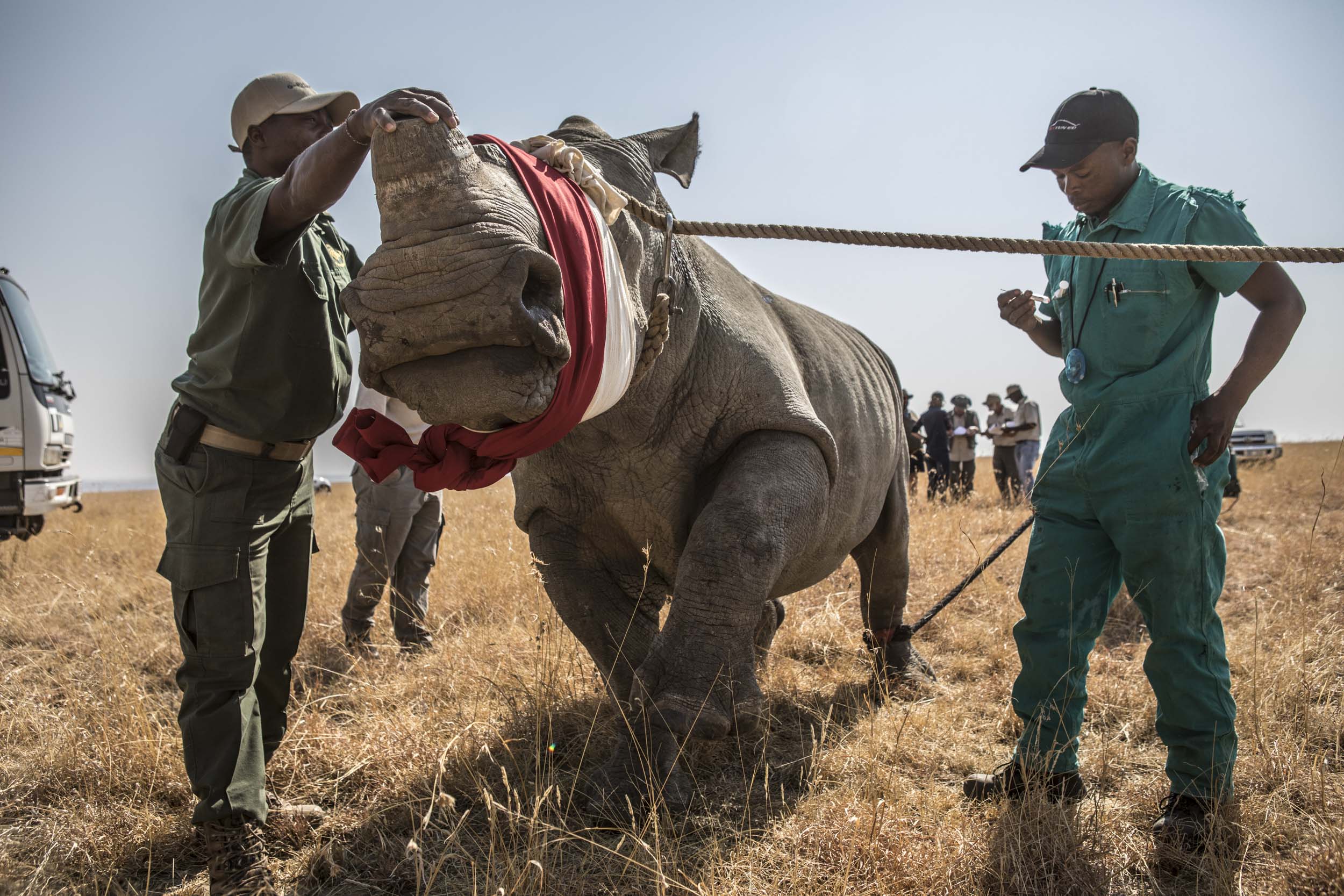 Rhino conservation 