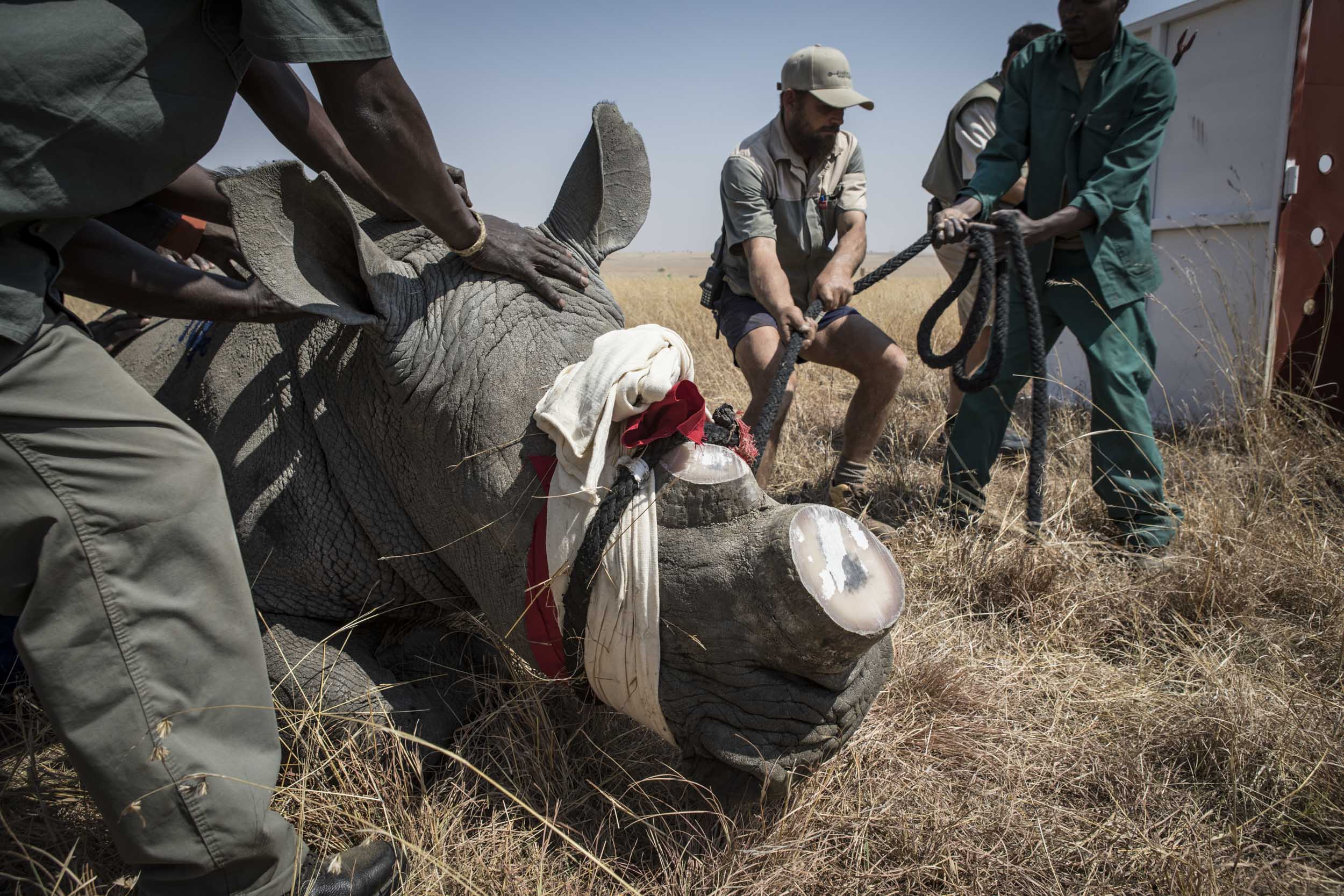 Rhino conservation 