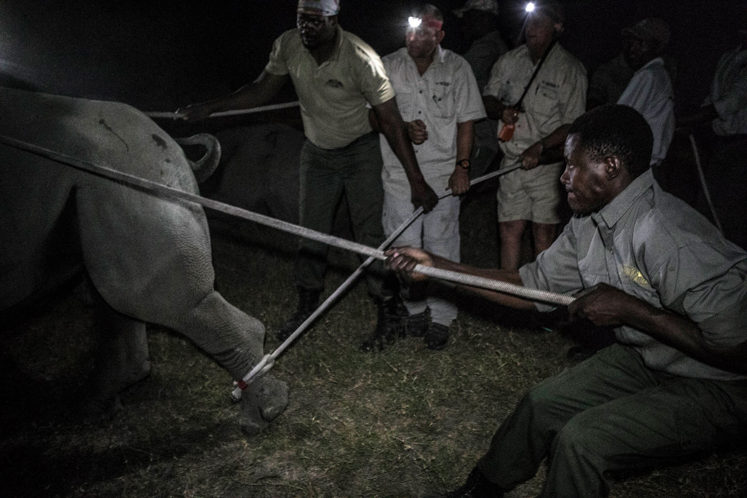 Rhino conservation 