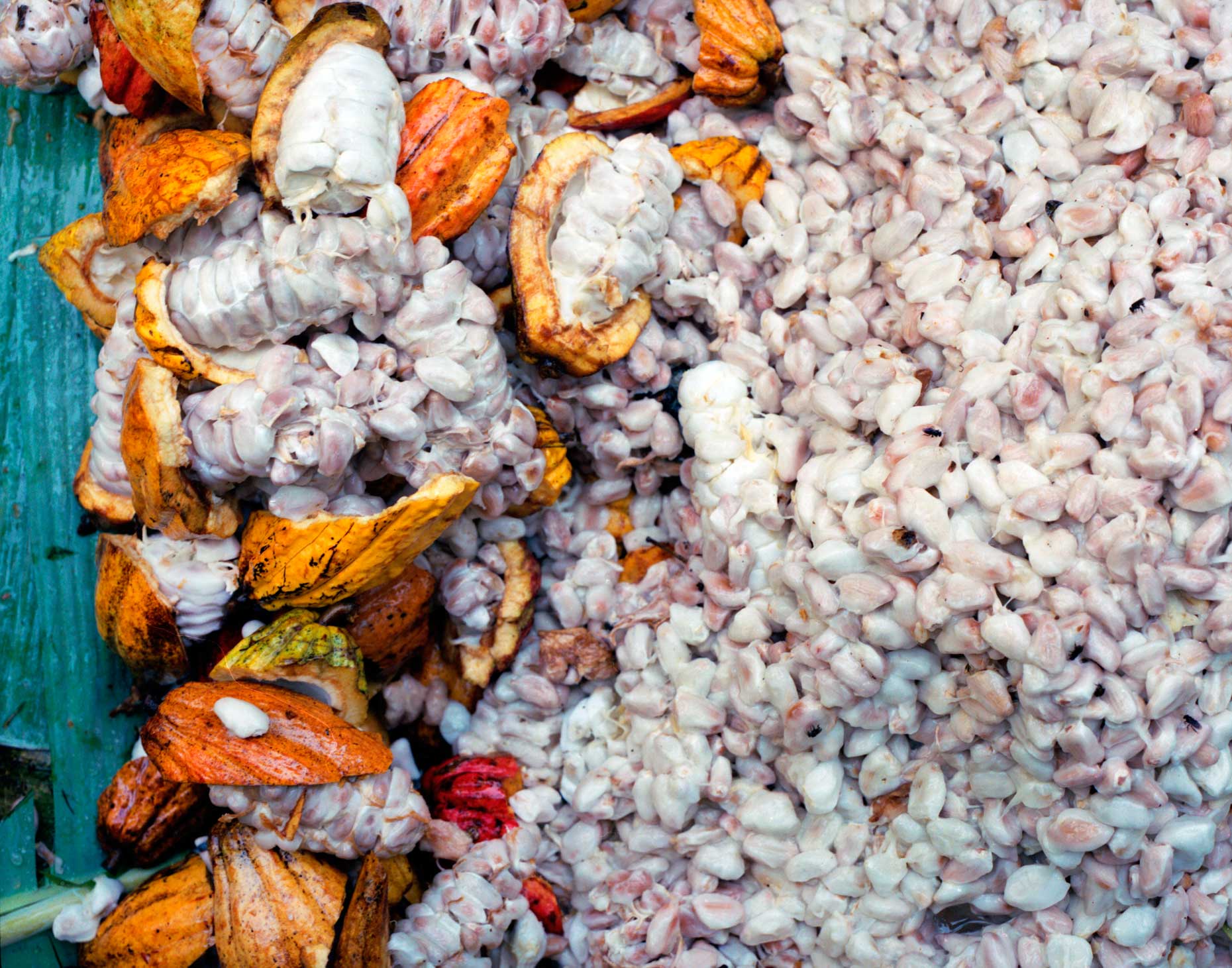 choc_brazil_seeds_web.jpg